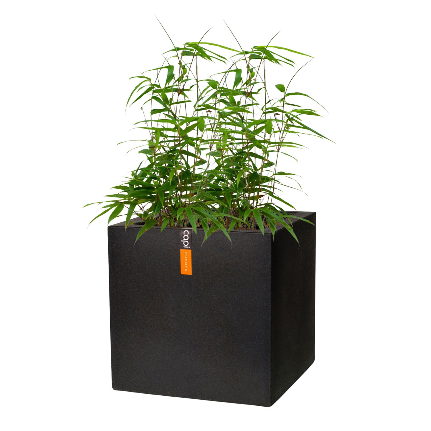 Bamboo in a decorative pot