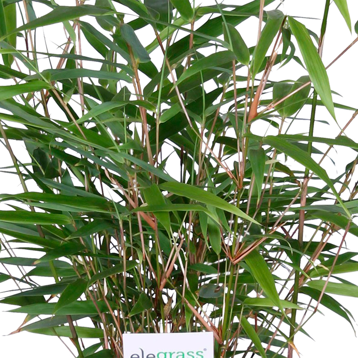Bamboo Fargesia rufa incl. decorative pot - Hardy plant