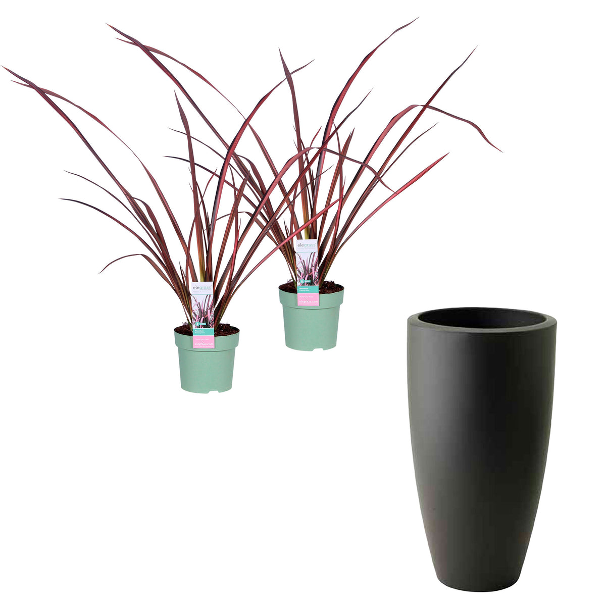 2x Phormium 'Pink Flamingo' pink-green incl. decorative pot