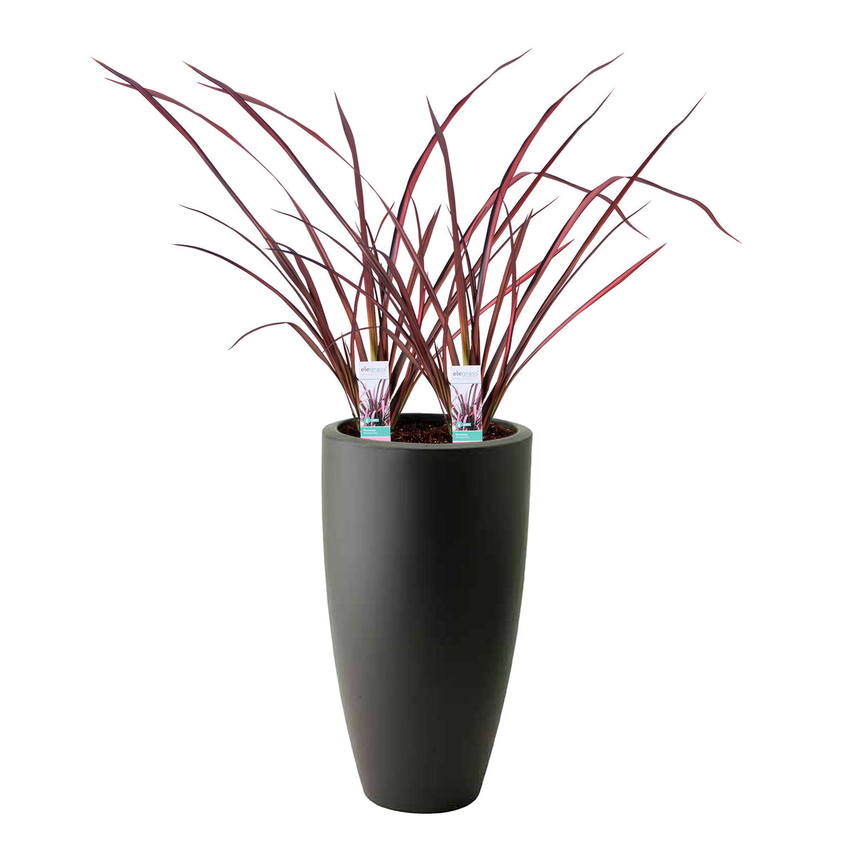 2x Phormium 'Pink Flamingo' pink-green incl. decorative pot