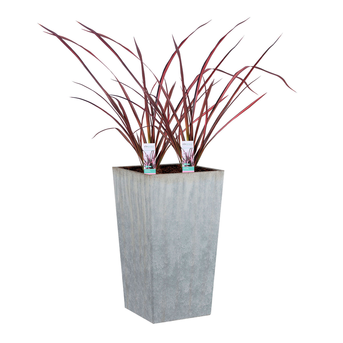 2x Phormium 'Pink Flamingo' pink-green incl. decorative pot