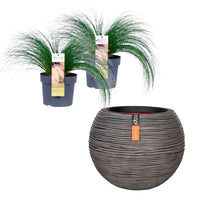 2x Stipa 'Ponytails' brown incl. decorative pot - Hardy plant