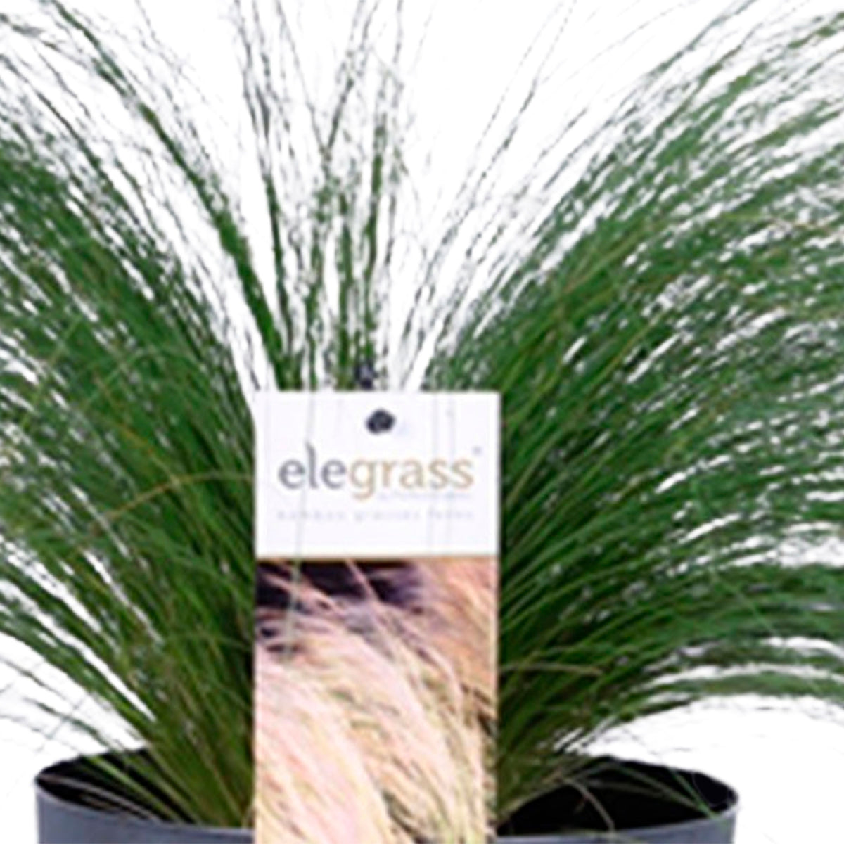 2x Stipa 'Ponytails' green incl. decorative pot