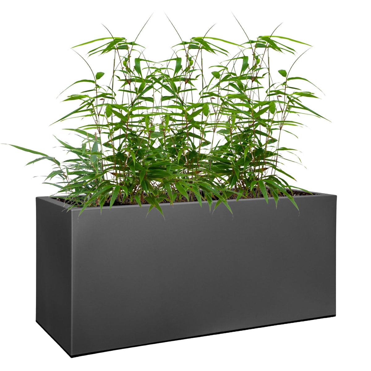3 Bamboo Fargesia rufa incl. decorative pot black - Hardy plant