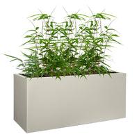 3 Bamboo Fargesia rufa incl. decorative grey pot - Hardy plant