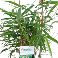 3 Bamboo Fargesia rufa incl. decorative grey pot - Hardy plant