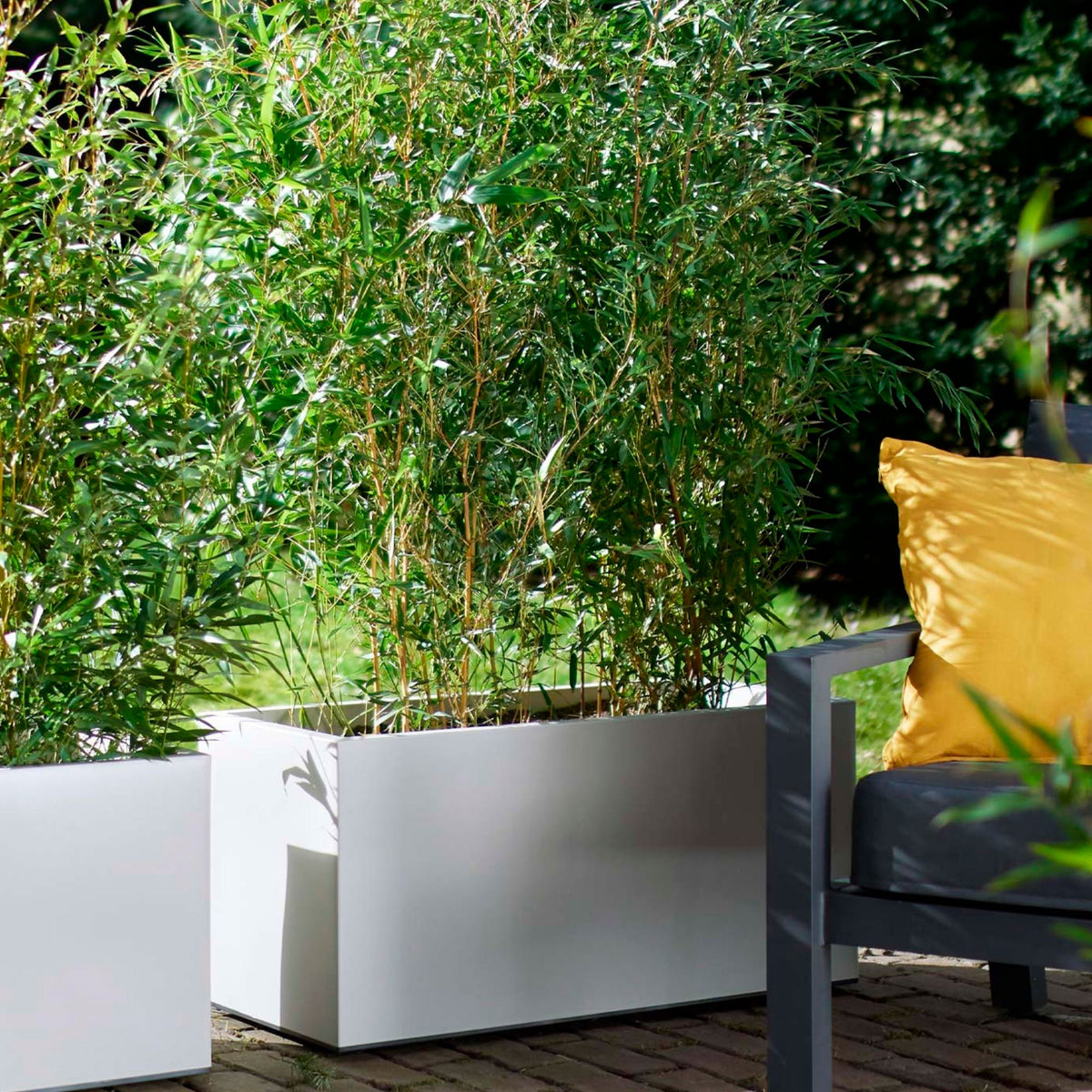 3 Bamboo Fargesia rufa incl. decorative grey pot - Hardy plant