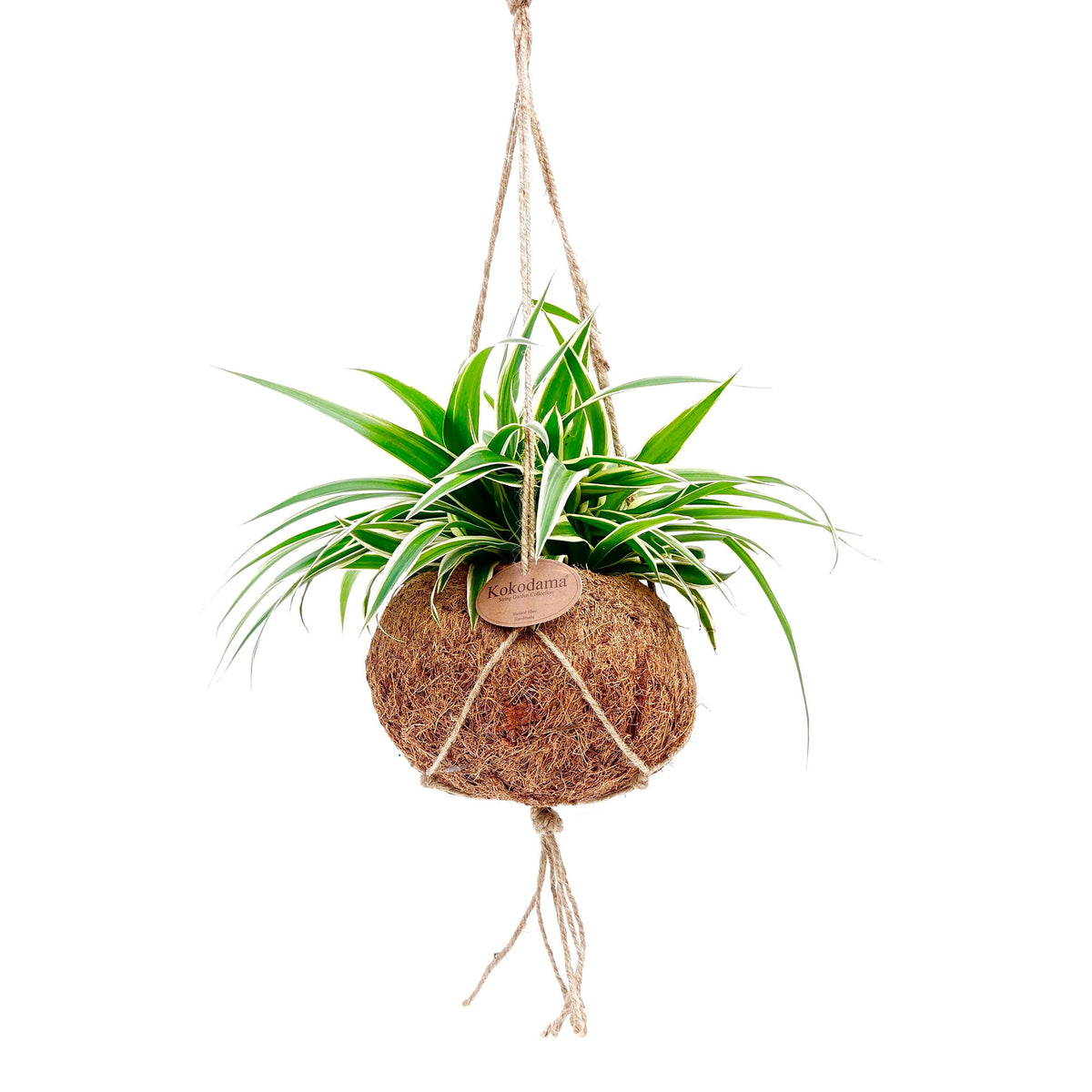 Spider plant Chlorophytum incl. Kokodama coir pot