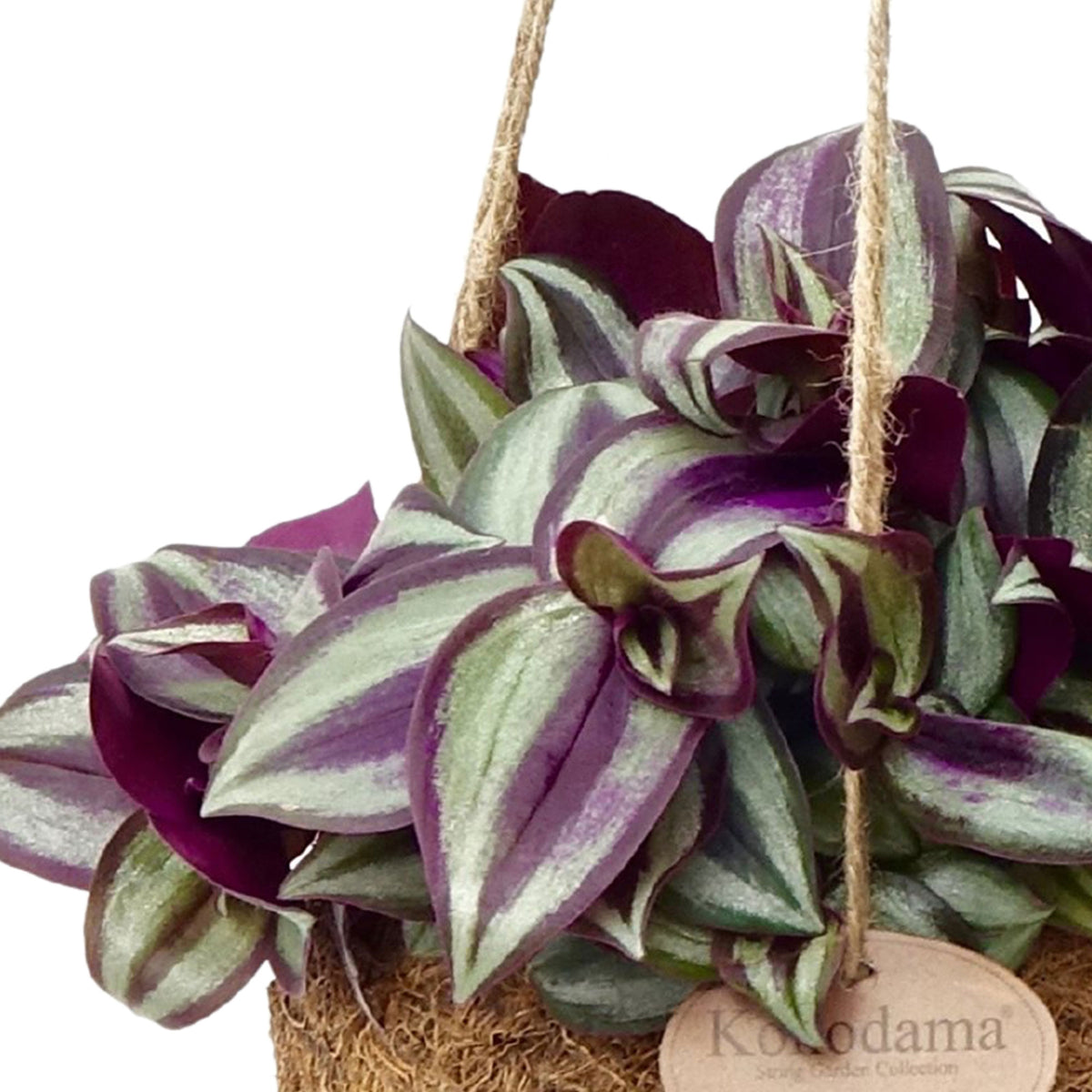 Kokodama Spiderwort Tradescantia zebrina with coir pot  - Hanging plant