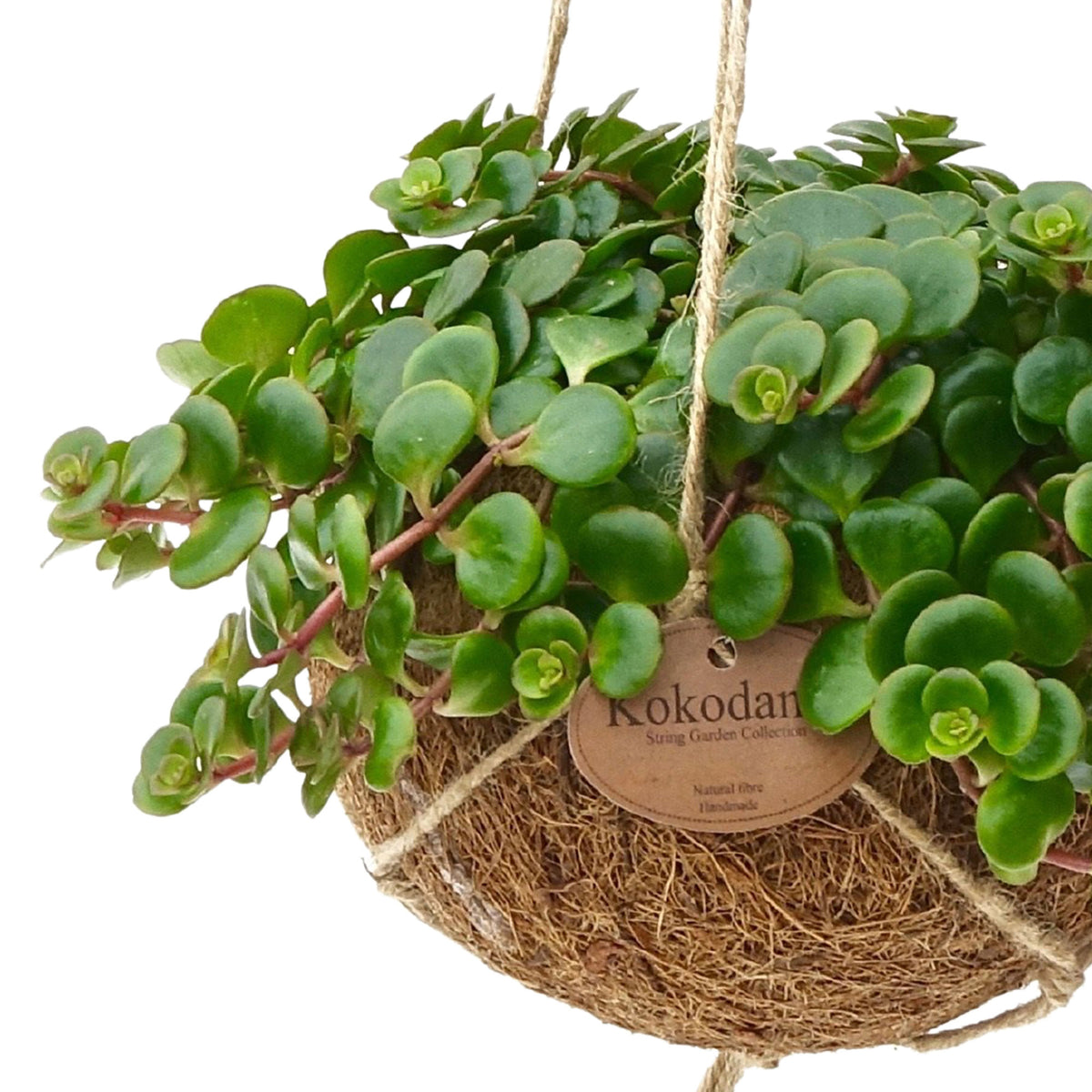 Kokodama Sedum Sedum 'Tornado' with coir pot  - Hanging plant