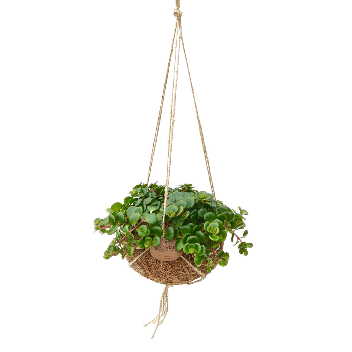 Kokodama Sedum Sedum 'Tornado' with coir pot  - Hanging plant
