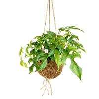 Kokodama Swiss cheese plant Monstera minima with coir pot