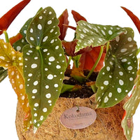 Polka Dot Begonia maculata incl. Kokodama coir pot