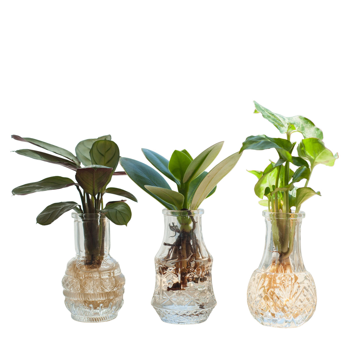 3x Cutting mix 'Berlin' in glass - Hydrophonics