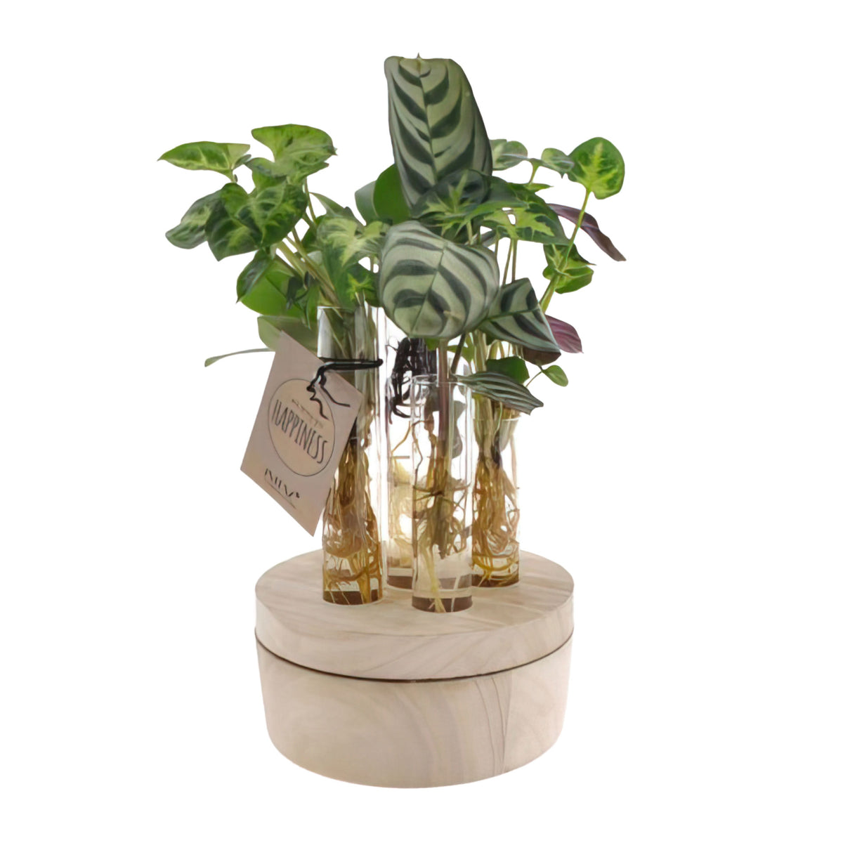 Cutting mix 'New York' in glass with LED lighting  - Hydrophonics