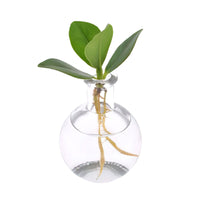 Clusia in Samoa glass - Hydrophonics