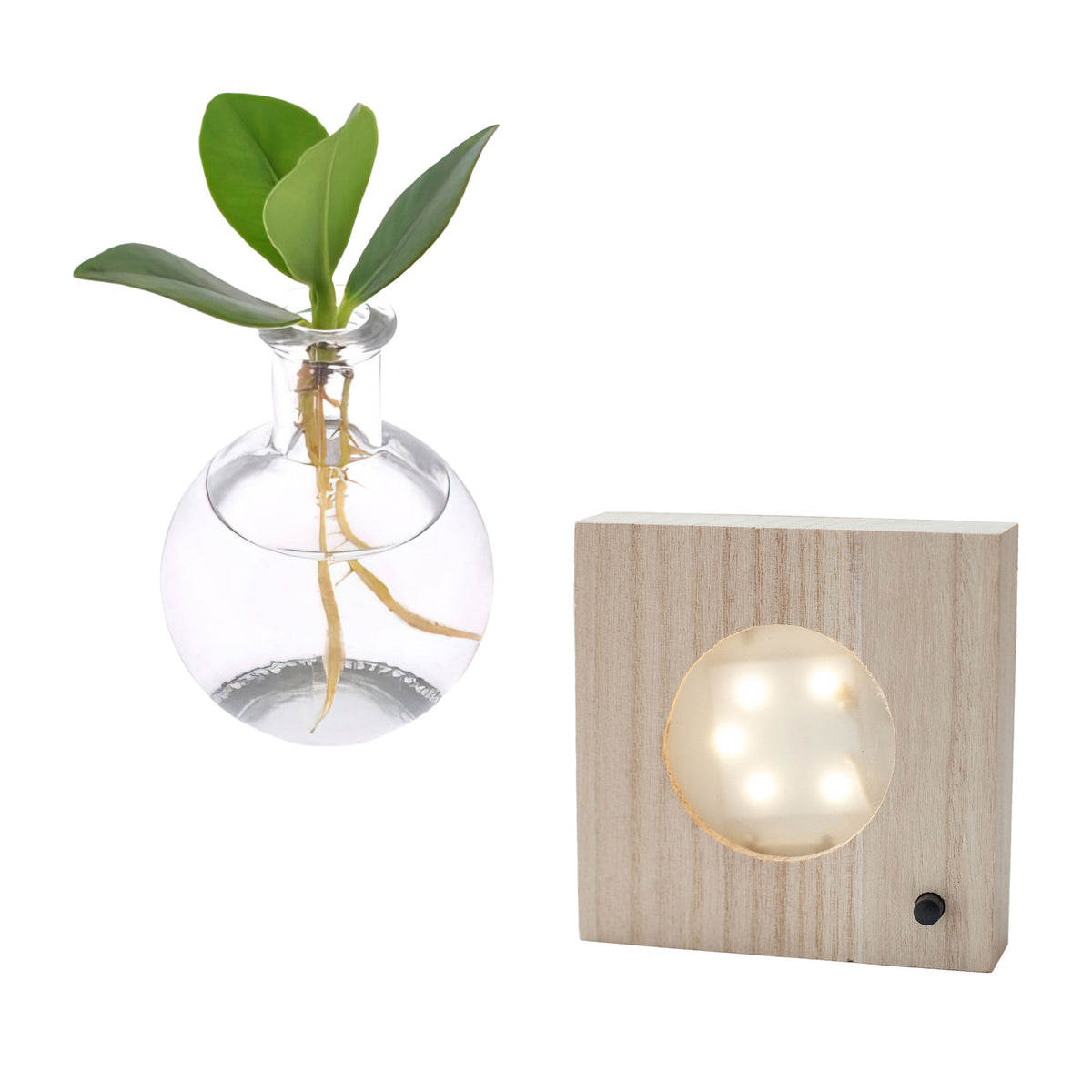 Clusia in Samoa glass with LED lighting - Hydrophonics