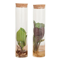 2x Plant mix in tube glass - Hydrophonics