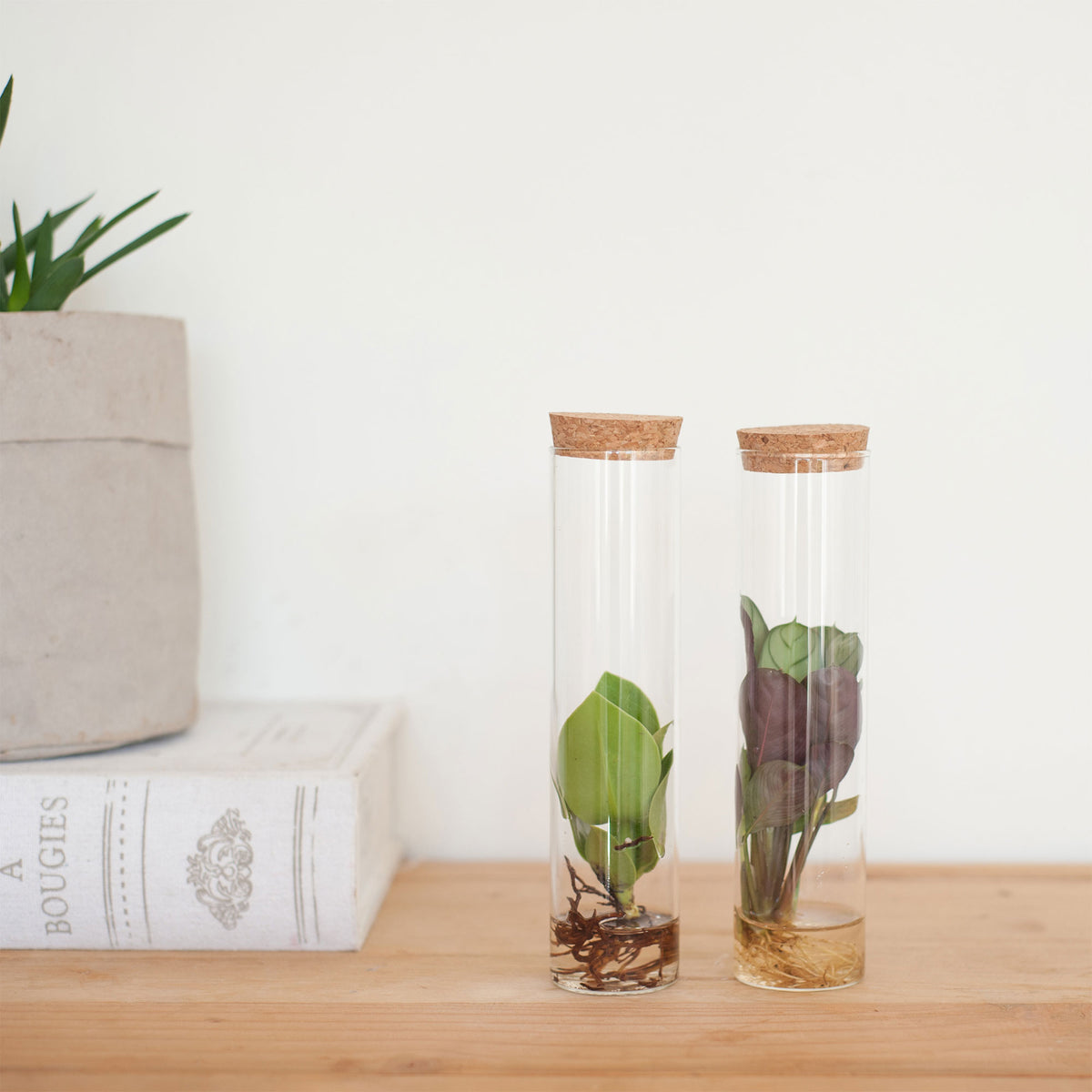 2x Plant mix in tube glass - Hydrophonics