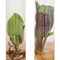 2x Plant mix in tube glass - Hydrophonics