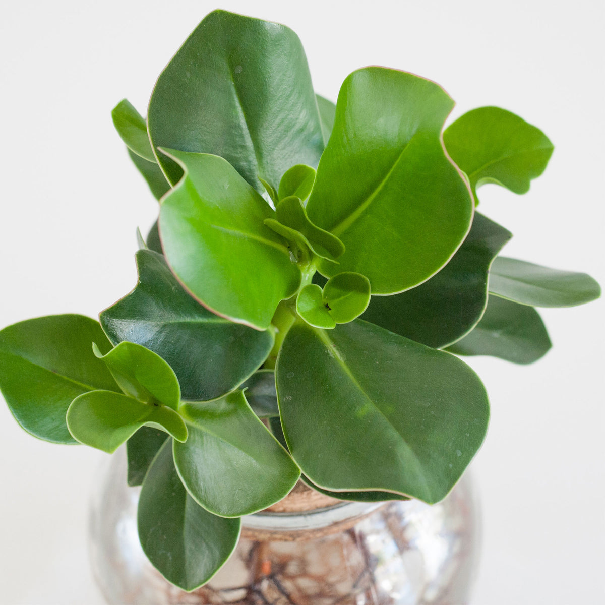 Clusia in Bulb glass - Hydrophonics