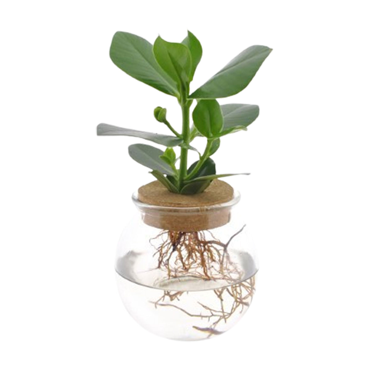 Clusia in Bulb glass - Hydrophonics