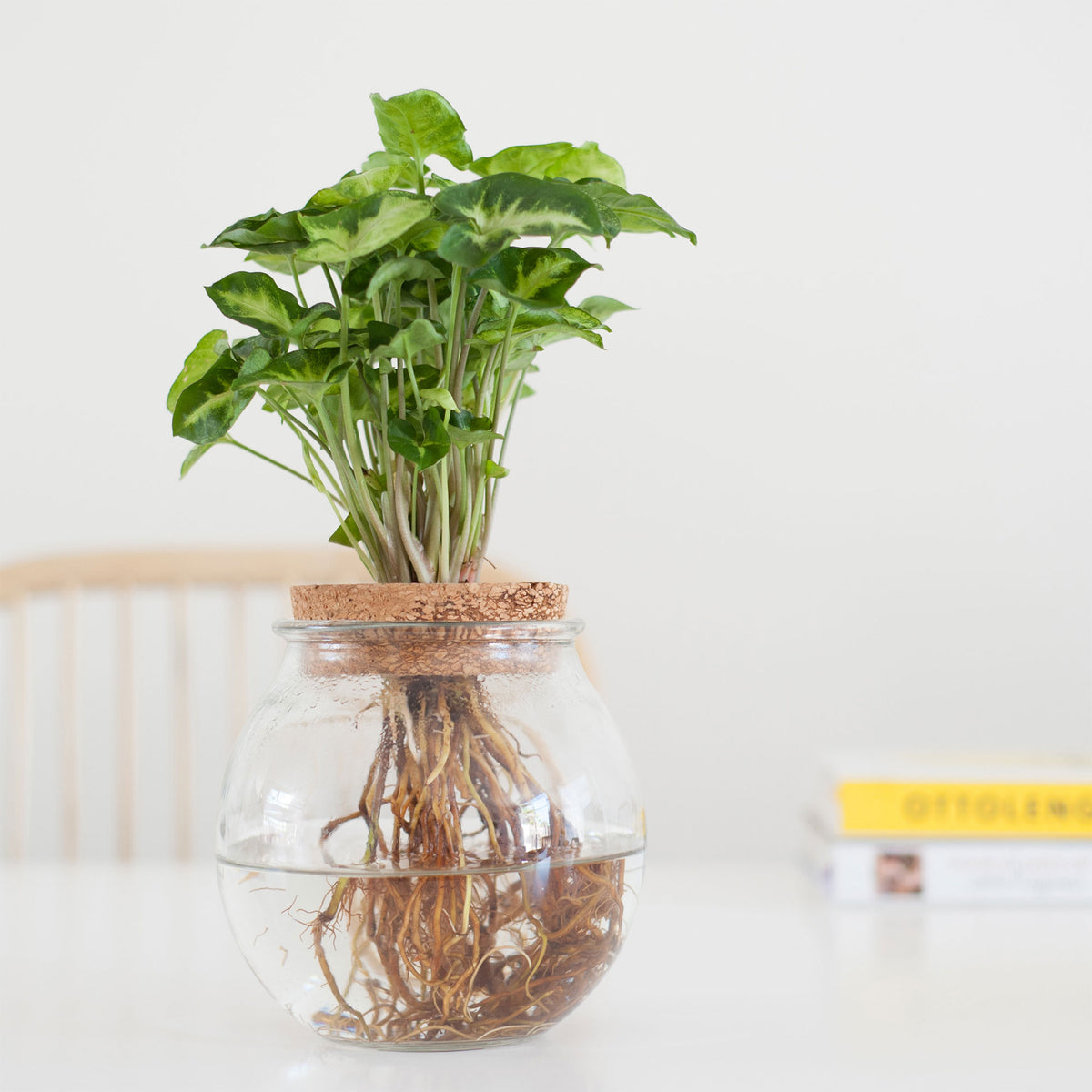 Syngonium in Bulb glass - Hydrophonics