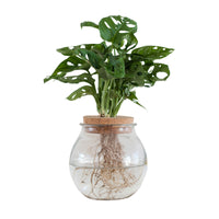 Monstera in Bulb glass - Hydrophonics