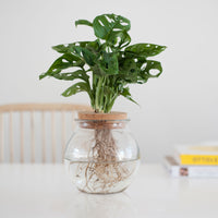 Monstera in Bulb glass - Hydrophonics