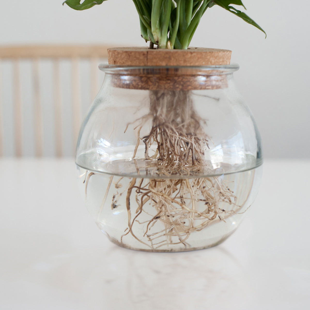 Monstera in Bulb glass - Hydrophonics