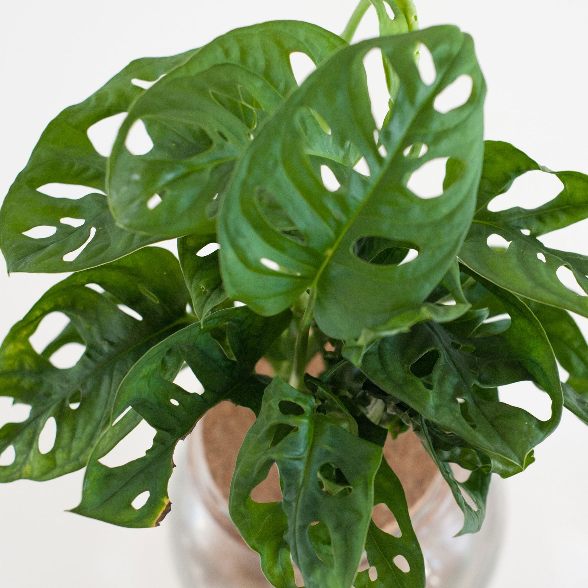 monstera bulb Monstera in Bulb glass