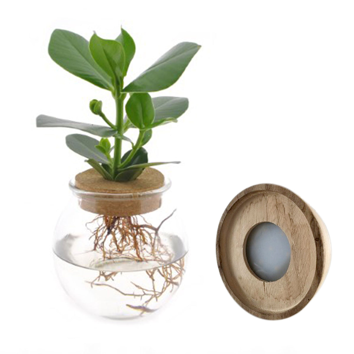 Clusia in Bulb glass with LED lighting - Hydrophonics