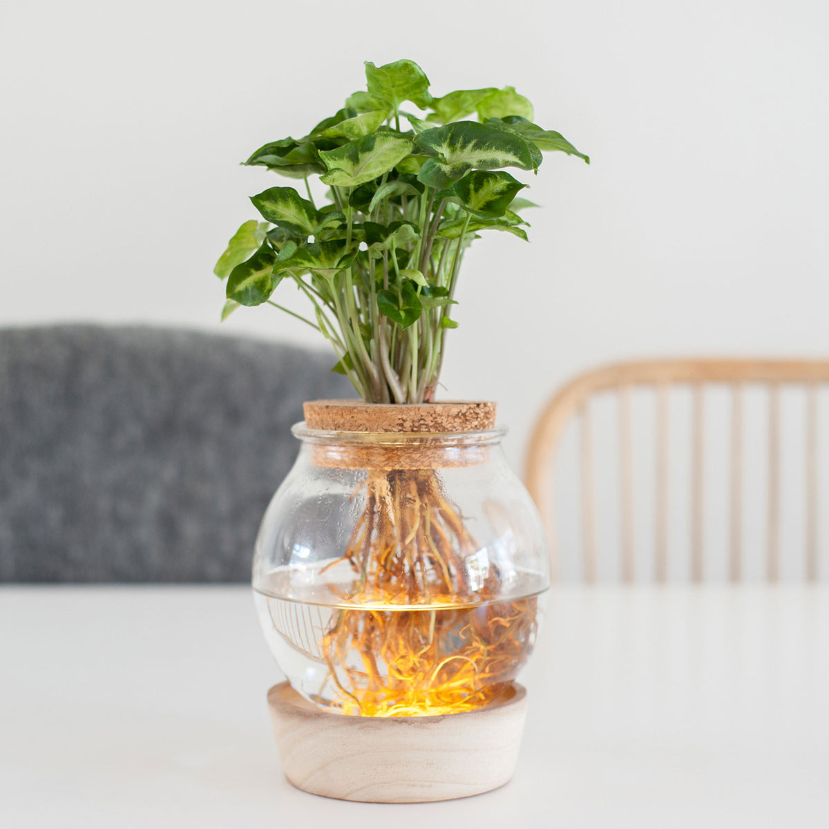 Syngonium in Bulb glass with LED lighting - Hydrophonics