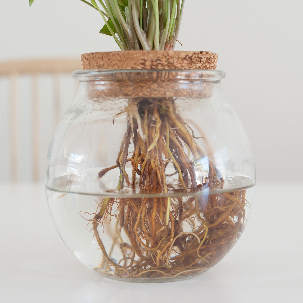 Syngonium in Bulb glass with LED lighting - Hydrophonics