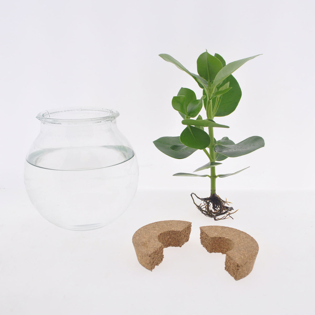 Syngonium in Bulb glass with LED lighting - Hydrophonics