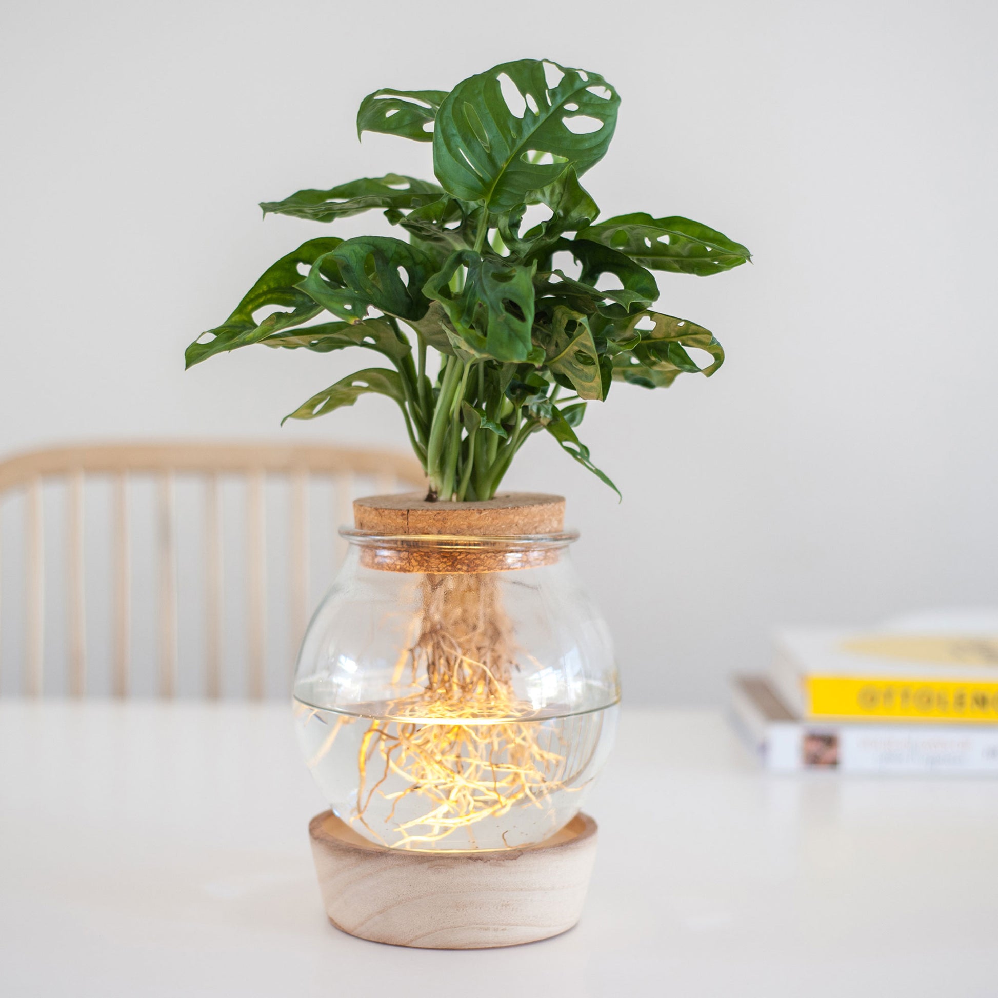 best grow light for monstera Buy house plants now Monstera in Bulb glass with LED lighting - Hydrophonics