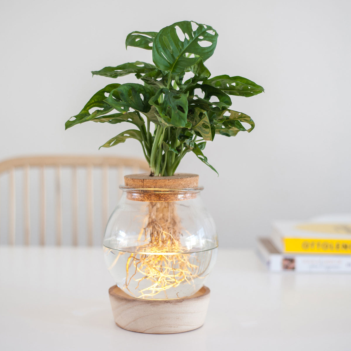 Monstera in Bulb glass with LED lighting - Hydrophonics