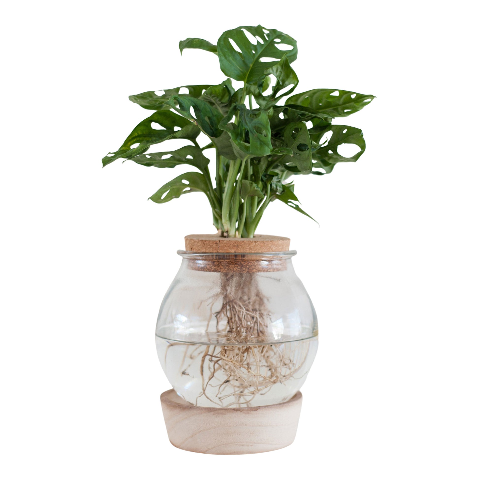 lighting for monstera plant Buy house plants now Monstera in Bulb glass with LED lighting - Hydrophonics
