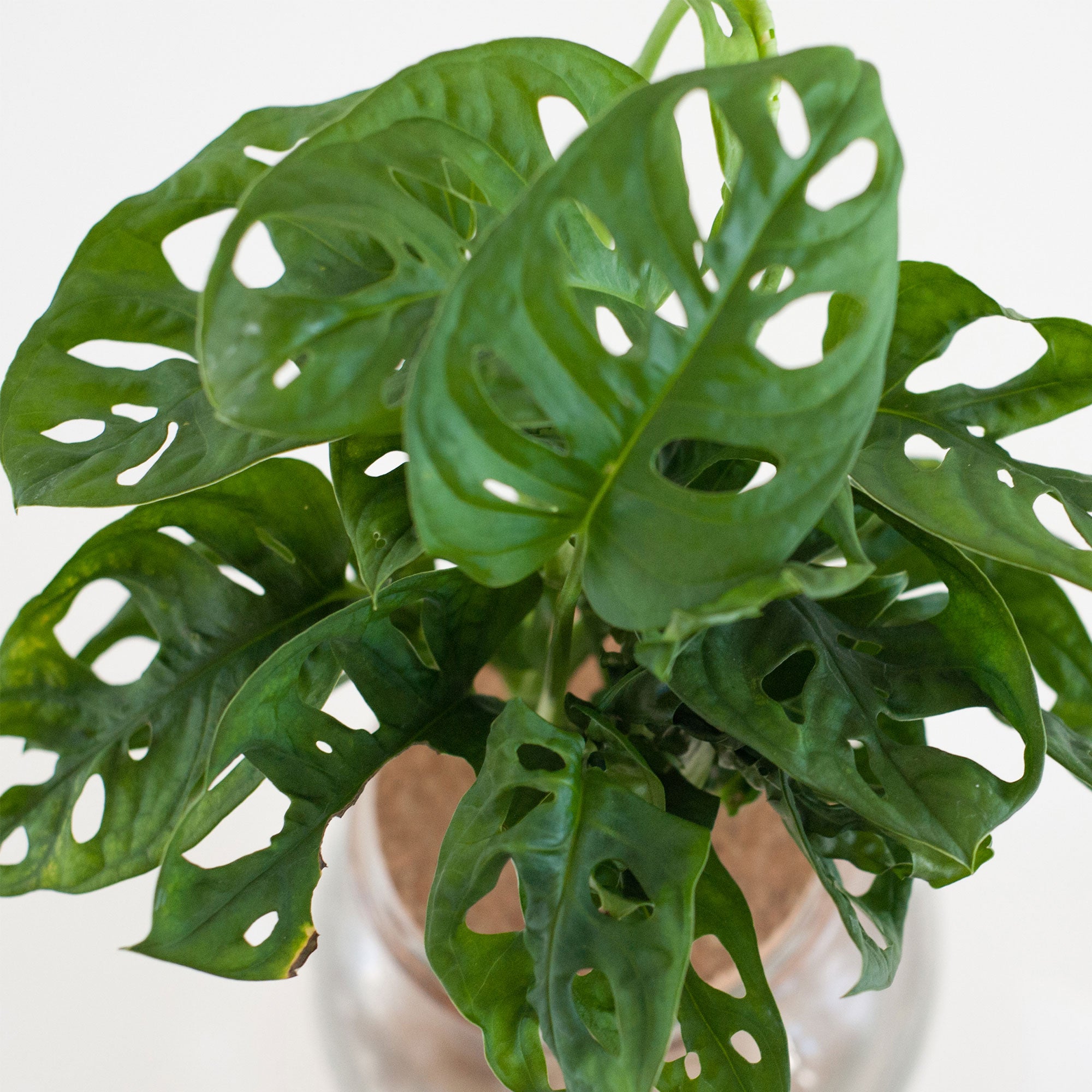 Buy house plants now Monstera in Bulb glass with LED lighting