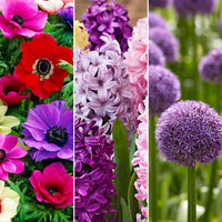 46x Flower bulb package 'Cheerful Butterflies and Bees'