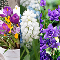 120x Flower bulb package 'Bee and Butterfly Boost'
