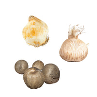 120x Flower bulb package 'Bee and Butterfly Boost'