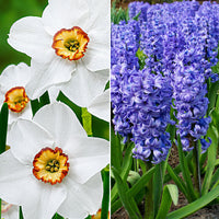 30x Flower bulb package 'Happy Butterflies and Bees' blue-white