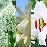 45x Flower bulb package 'Big on Fragrance' white