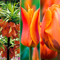 35x Flower bulb package 'Border Bouquet' red-orange