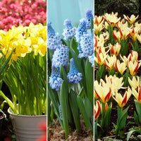 88x Flower bulb package 'February to April 60 days of flowers' orange
