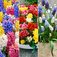 80x Flower bulb package 'March to May 60 days of flowers'