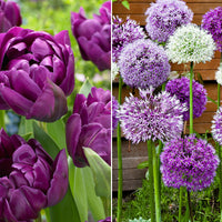33x Flower bulb package 'May to July 60 days of flowers' Purple