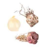 115x naturalising flower bulb mix 'Wild Wannahaves'