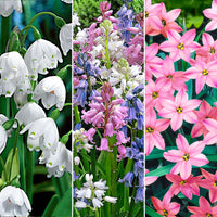 85x Naturalising bulb package 'Flowers for Years' pink-white